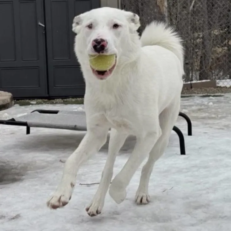 Grover In Maine thumbnail 5