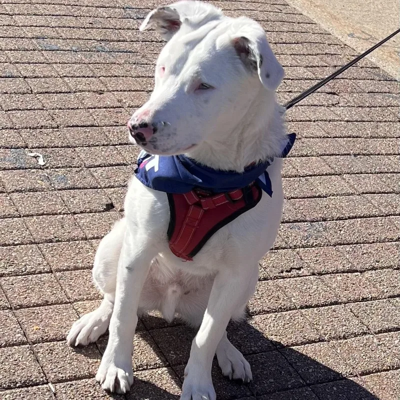 Grover In Maine thumbnail 6