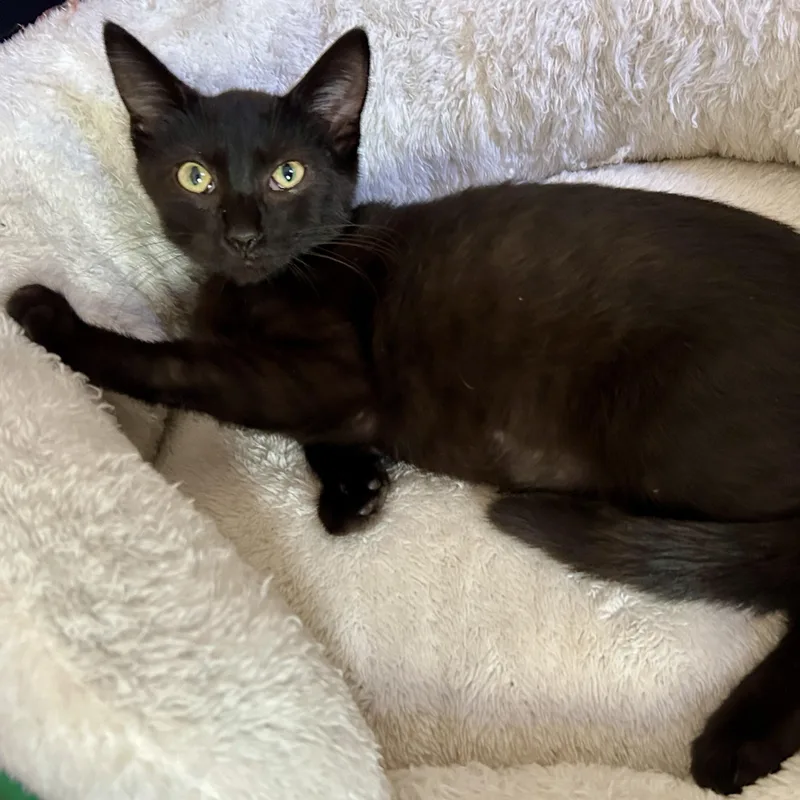 A baby small-sized male Black Domestic Short Hair cat named Mayday Parade for adoption in Richmond, VA