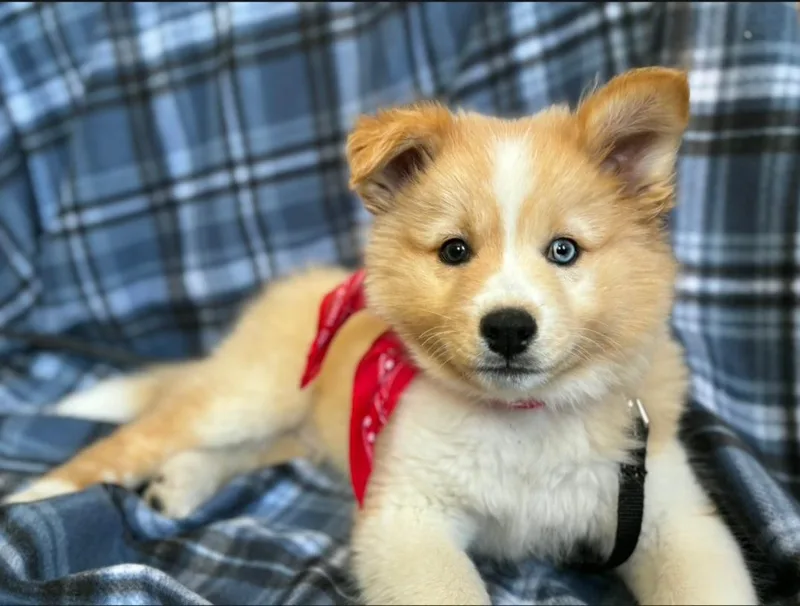A baby medium-sized male Apricot / Beige Siberian Husky dog named Puppy Milo for adoption in Valencia, CA