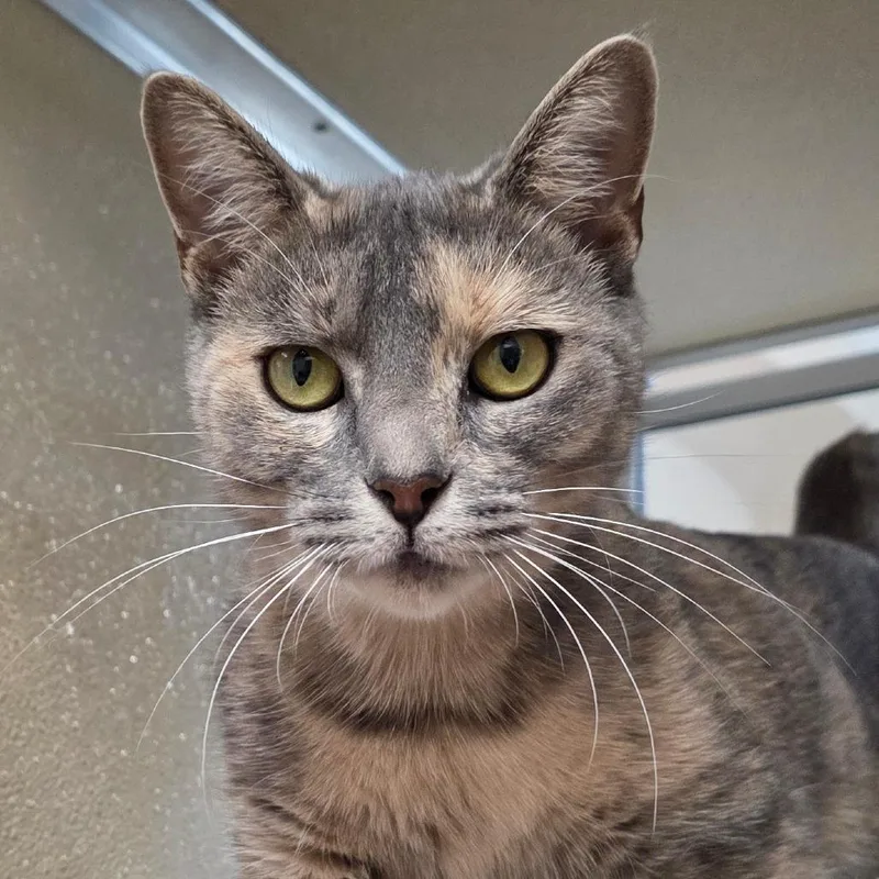 A young medium-sized female Tortoiseshell Domestic Short Hair cat named Spotted Pelt for adoption in Chatham, VA