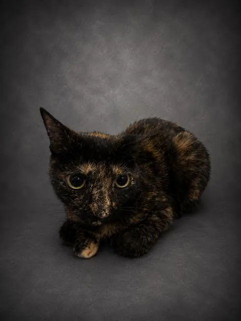 A young medium-sized female Domestic Short Hair cat named Scarlett for adoption in Winter Haven, FL