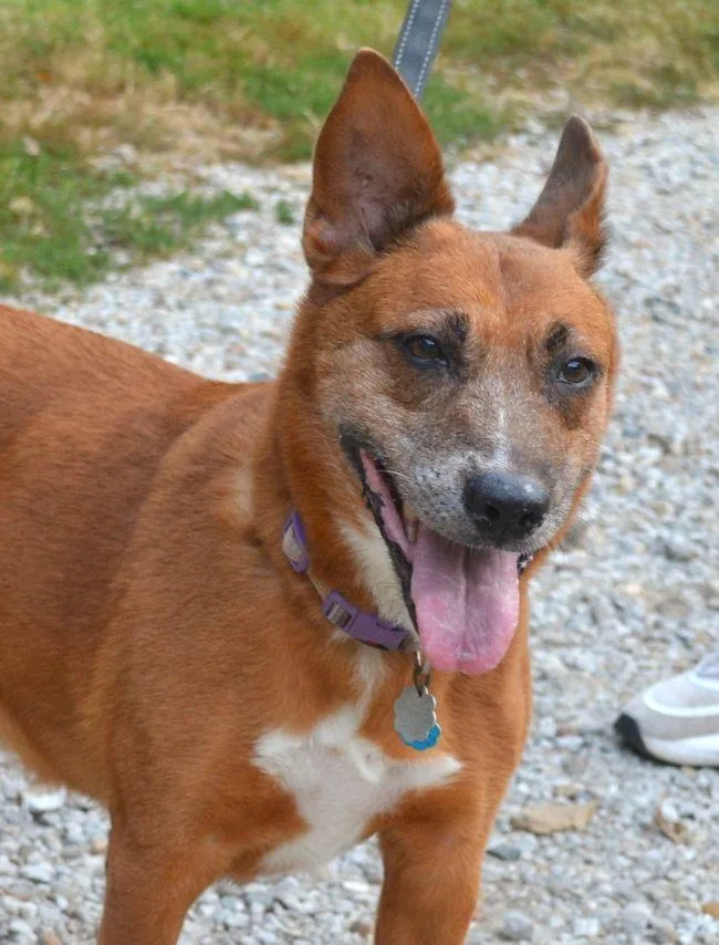 A senior medium-sized female Labrador Retriever dog named Jenny for adoption in Parkville, MO