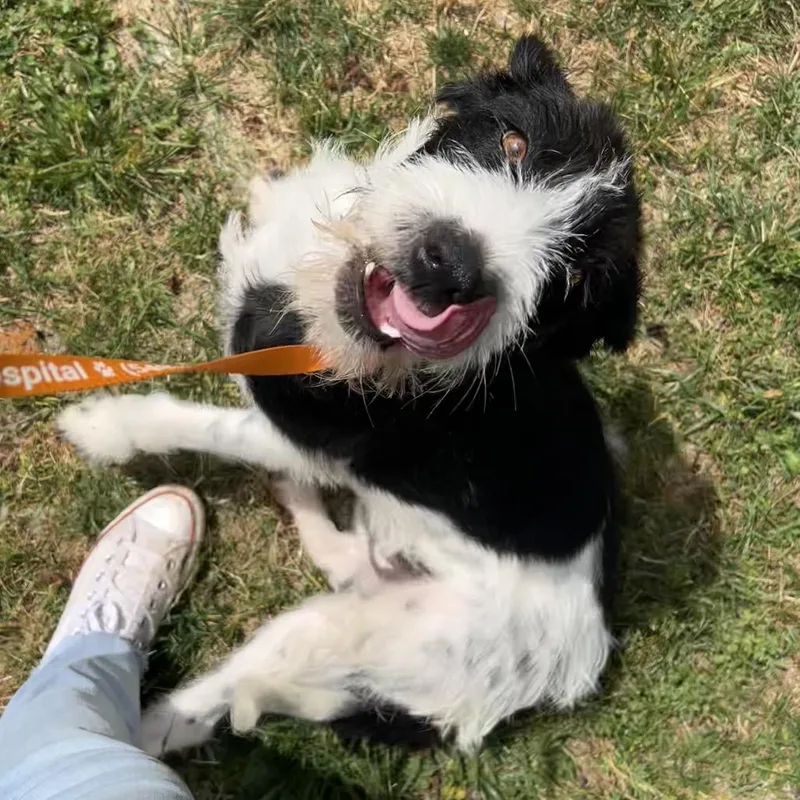 A young medium-sized male Black Wirehaired Terrier dog named Goose for adoption in Lyndhurst, VA