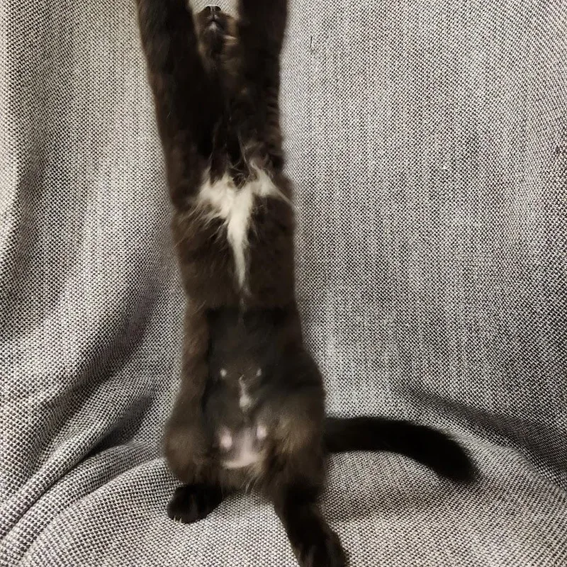 A baby medium-sized female Black Domestic Long Hair cat named Kaelypso for adoption in Sacramento, CA