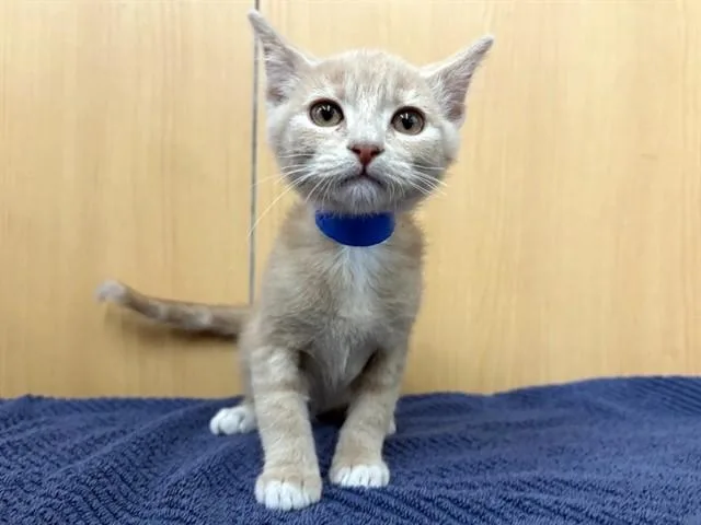 A baby small-sized male Domestic Short Hair cat named Finau for adoption in Saint Louis, MO