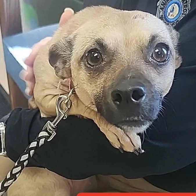 A young small-sized female Brown / Chocolate Chihuahua dog named Lulu for adoption in Fairfax Station, VA