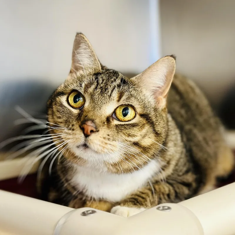 A senior medium-sized female Tabby (Brown / Chocolate) Domestic Short Hair cat named Sandy for adoption in Manahawkin, NJ