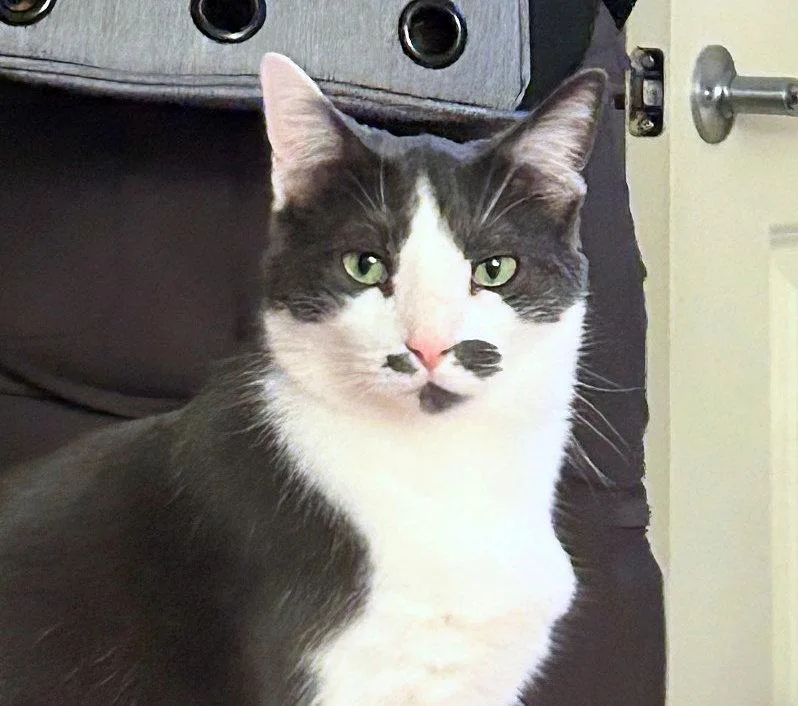 An adult medium-sized male Gray & White Domestic Short Hair cat named OLIVER Offered for adoption in Hillsboro, OR