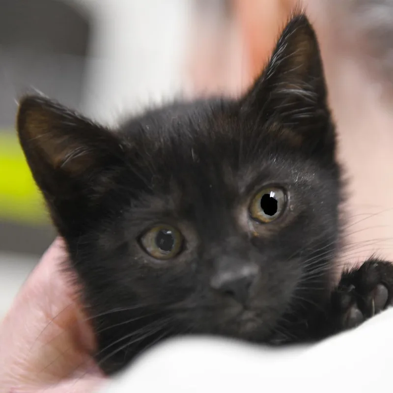 A baby small-sized female Black Domestic Short Hair cat named Ghost for adoption in Redwood City, CA