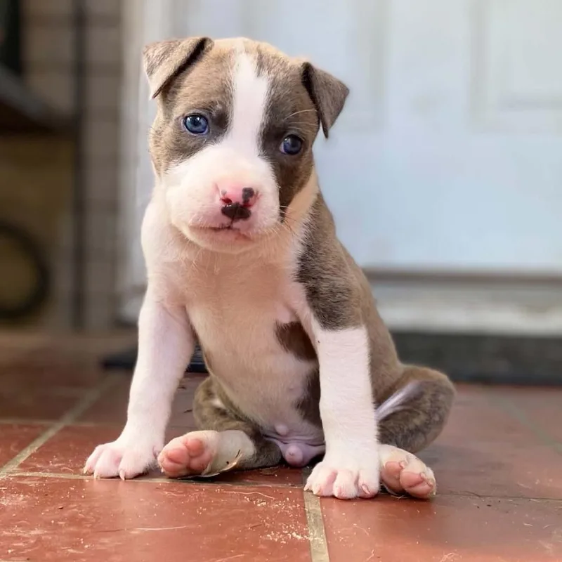 A baby small-sized male Brown / Chocolate Mixed Breed dog named Bizkits & Gravy for adoption in Springboro, OH