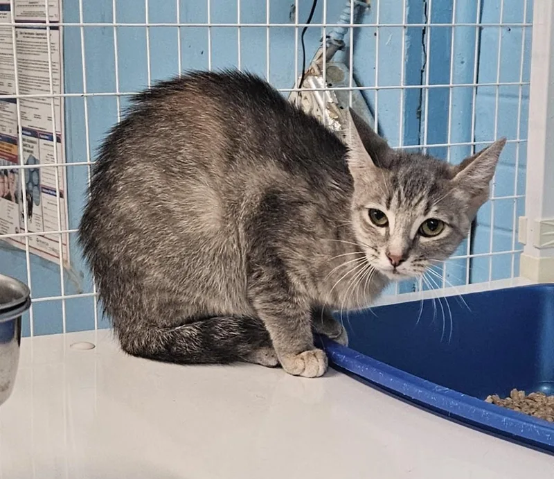 An adult medium-sized female Domestic Short Hair cat named Furrgie for adoption in Claremont, NH