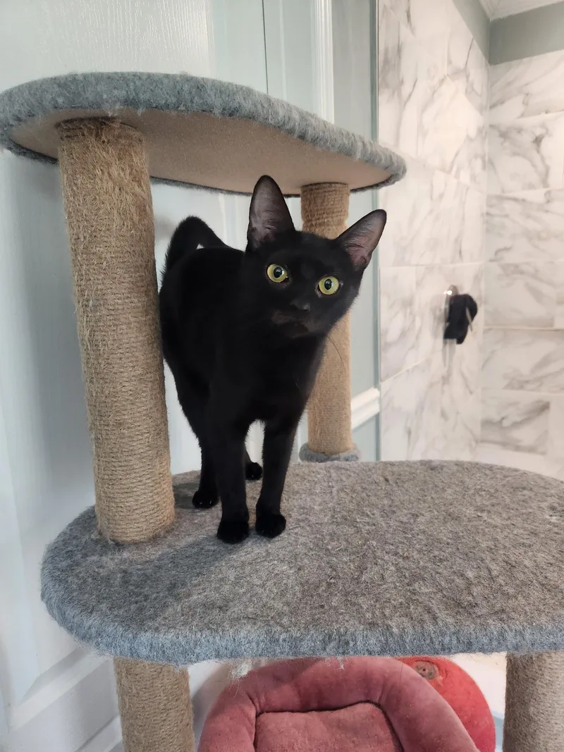 A baby small-sized female Black Domestic Short Hair cat named Whitney for adoption in Statesboro, GA