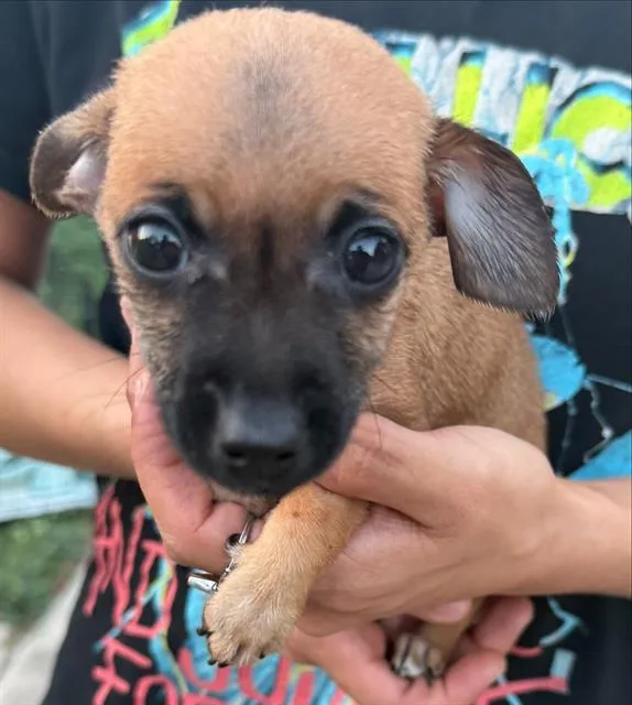 A baby small-sized female Chihuahua dog named Jessie for adoption in San Antonio, TX