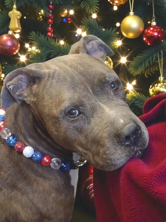 Gracie Loo thumbnail 2