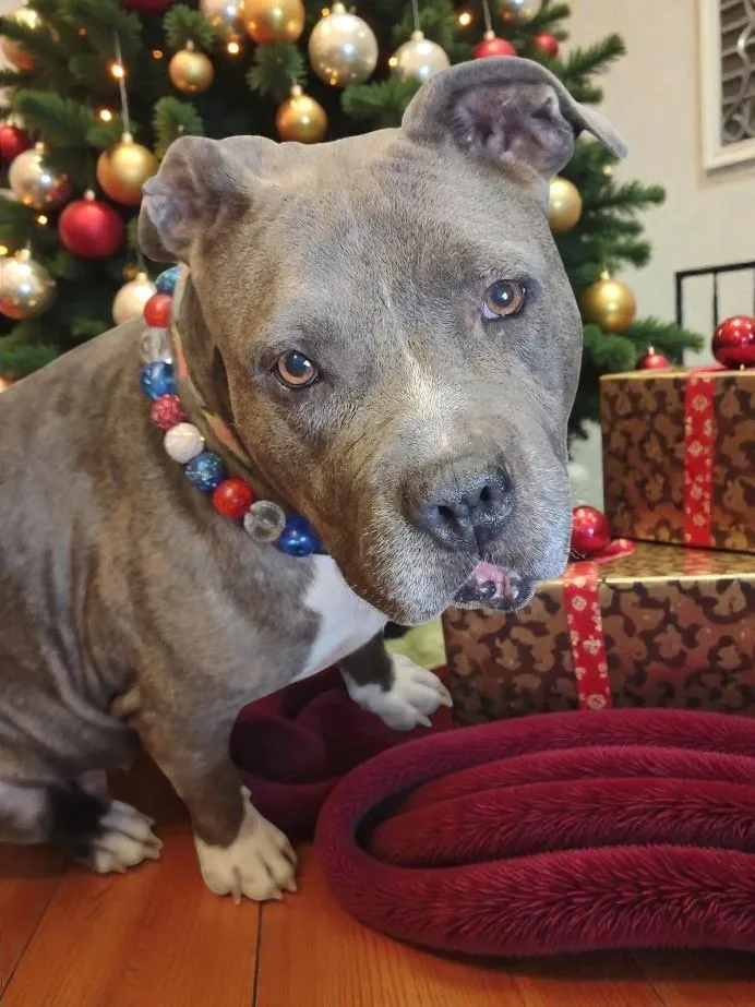 Gracie Loo thumbnail 3