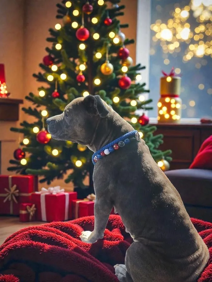 Gracie Loo thumbnail 4