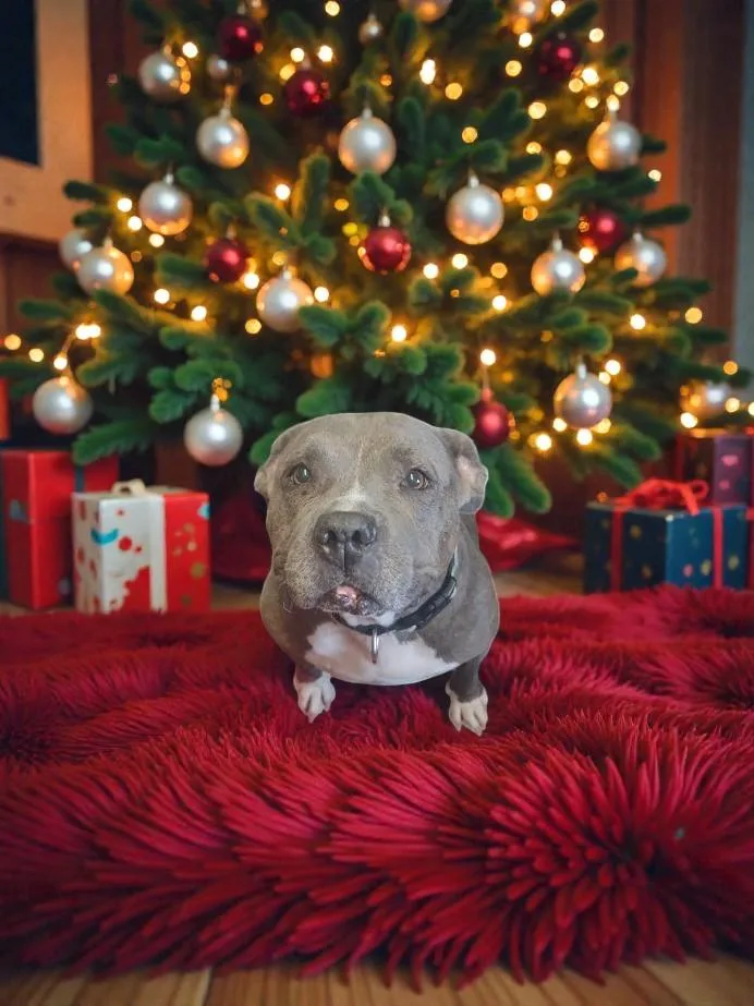 Gracie Loo thumbnail 5