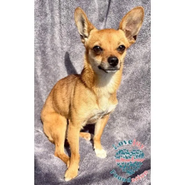 An adult small-sized male Yellow / Tan / Blond / Fawn Chihuahua dog named Bolt Coh for adoption in Inglewood, CA