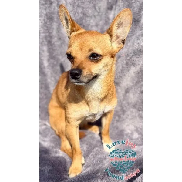 Bolt Coh thumbnail 2