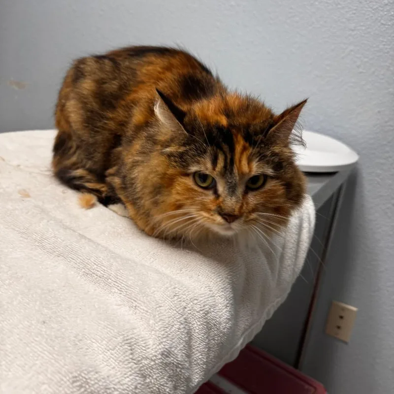 A young medium-sized female Calico Domestic Long Hair cat named Sakura for adoption in Riverside, CA