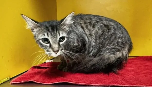A young large-sized female Domestic Short Hair cat named Penny for adoption in Los Angeles, CA