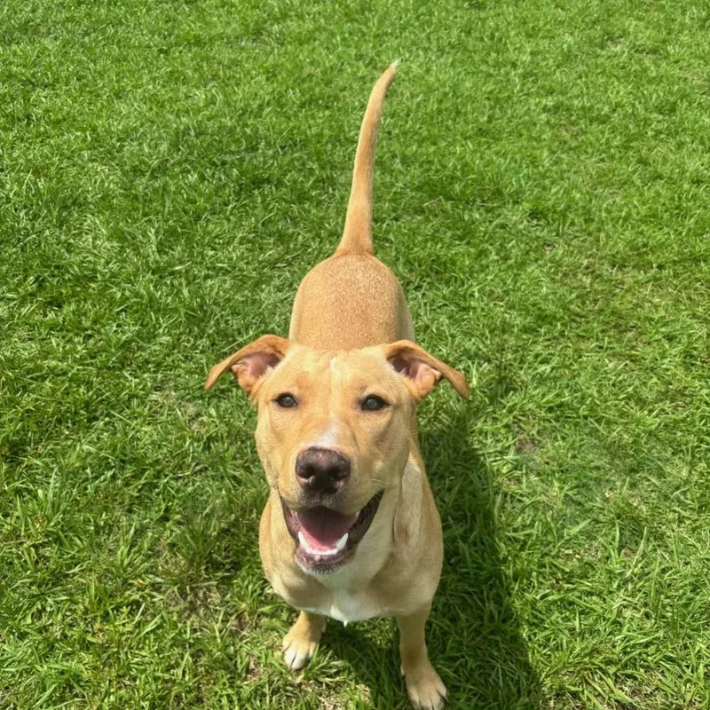 A young medium-sized male Yellow / Tan / Blond / Fawn Labrador Retriever dog named Buster for adoption in eufaula, AL