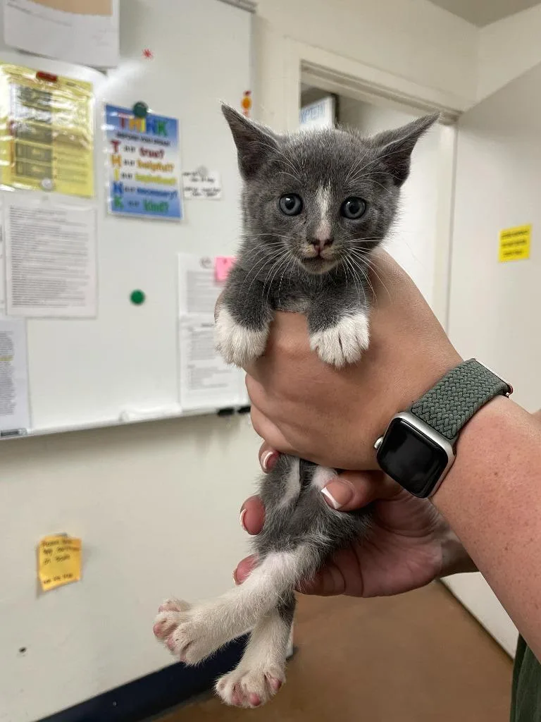 A baby small-sized male Domestic Short Hair cat named Brooke for adoption in Chico, CA