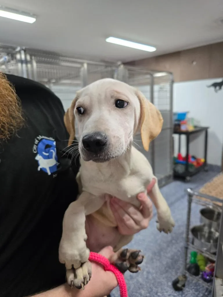A baby large-sized female Labrador Retriever dog named Nivea for adoption in Maumelle, AR