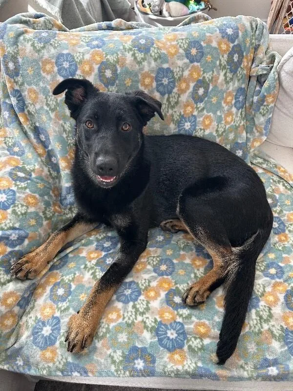 An adult large-sized female Black German Shepherd Dog dog named Kenzie for adoption in North Bend, WA