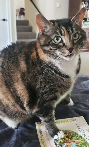 Makka And Nala thumbnail 2