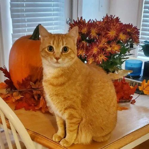 Makka And Nala thumbnail 3