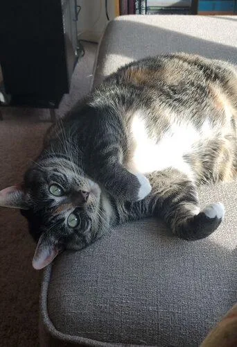 Makka And Nala thumbnail 4