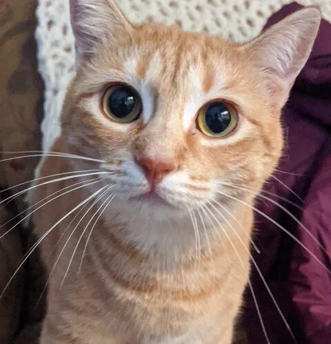 Makka And Nala thumbnail 5