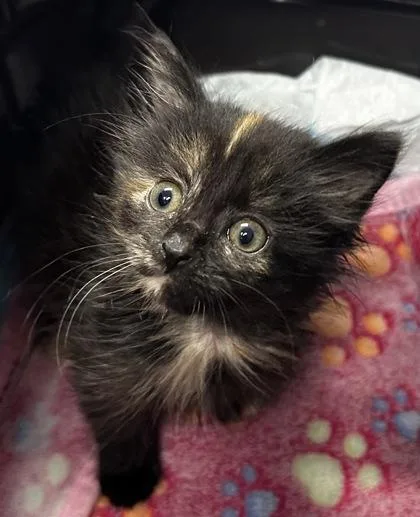 A baby small-sized female Domestic Medium Hair cat named B Confetti for adoption in North Charleston, SC