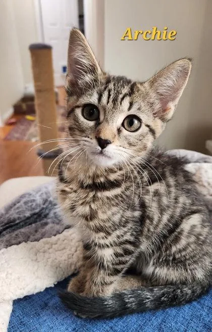 Archie