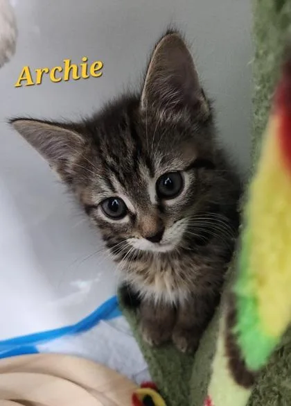 Archie thumbnail 3