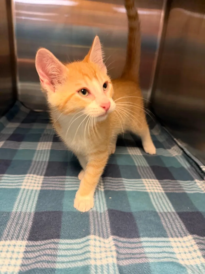 A baby medium-sized male Orange & White Domestic Short Hair cat named Giraffe for adoption in Sterling Heights, MI