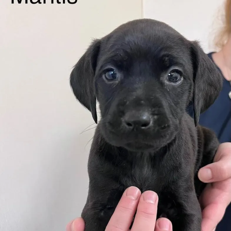 A baby medium-sized female Black Labrador Retriever dog named Mantis @ Prison Program for adoption in West Jefferson, OH