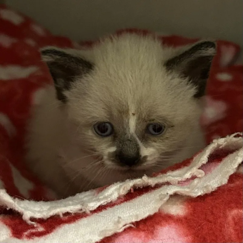 A baby medium-sized female Buff & White Domestic Short Hair cat named Vanilla Bean for adoption in Mason City, IA
