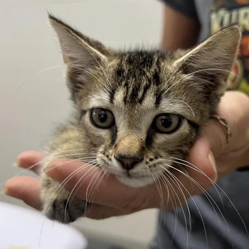 A baby small-sized male Gray / Blue / Silver Domestic Short Hair cat named Killer for adoption in Lufkin, TX
