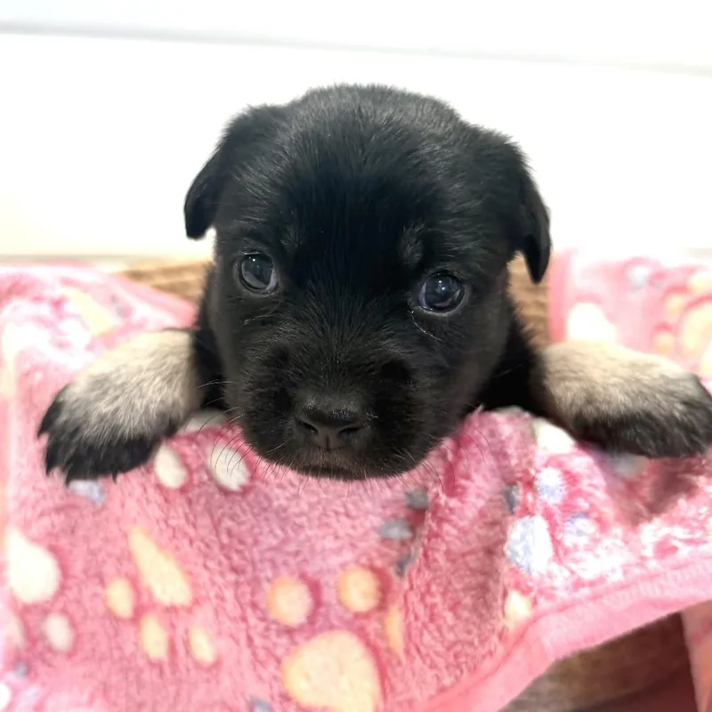 A baby small-sized female Black Mixed Breed dog named Mittens for adoption in Sonoma, CA