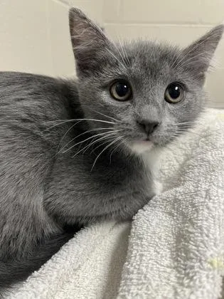 An adult small-sized female Domestic Short Hair cat named Sakura for adoption in Fairfax, VA