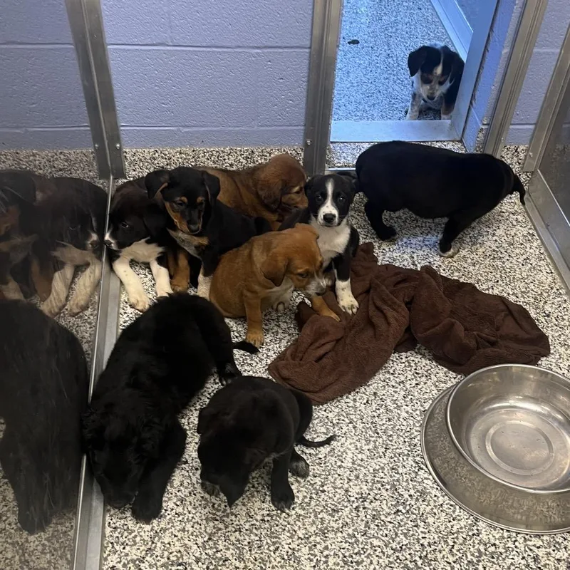 A baby large-sized female Mixed Breed dog named Bat for adoption in Madisonville, TN