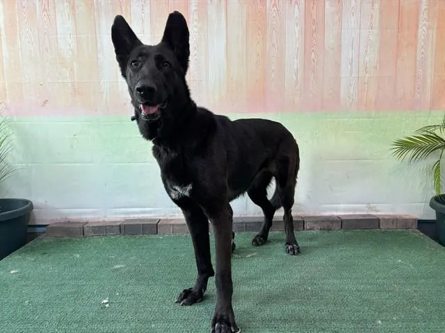 A young medium-sized female German Shepherd Dog dog named Juniper for adoption in Baldwin Park, CA