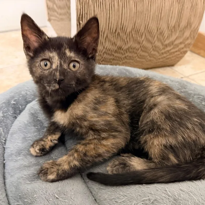 A baby small-sized female Tortoiseshell Domestic Short Hair cat named Amber for adoption in Green Bay, WI