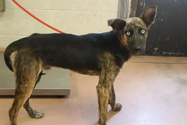 A young medium-sized male Mixed Breed dog named Applejack for adoption in Columbia, SC