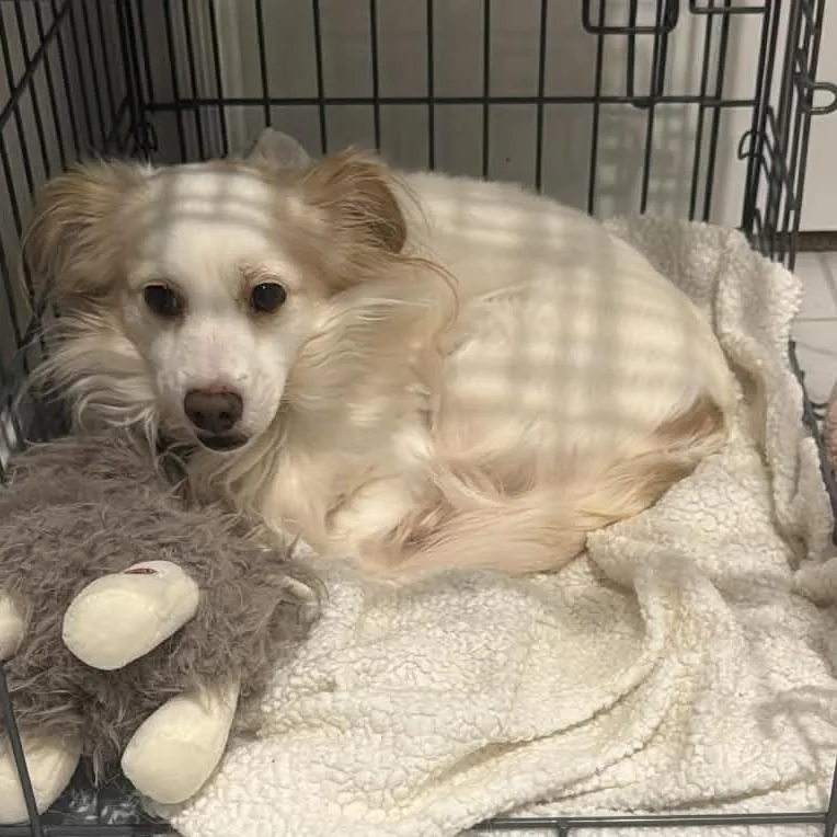 Falkor D Arriving thumbnail 2