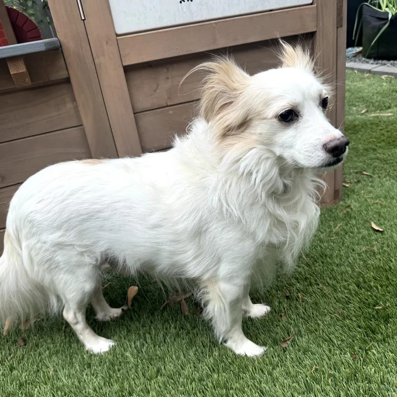 Falkor D Arriving thumbnail 3