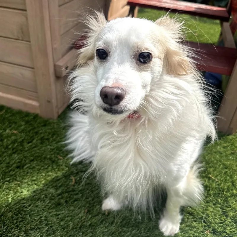 Falkor D Arriving thumbnail 5